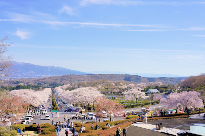 富士霊園の桜 は日本さくら名所100選 静岡 小山町でお花見 静岡県 Lineトラベルjp 旅行ガイド