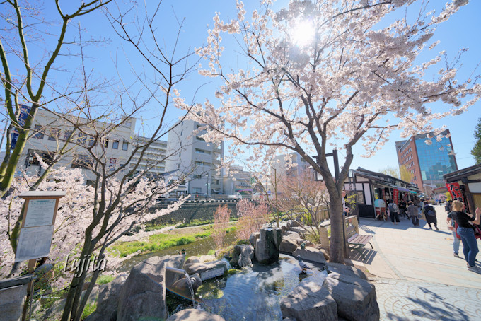 市内観光で桜と湧水と古い町並みを楽しもう！