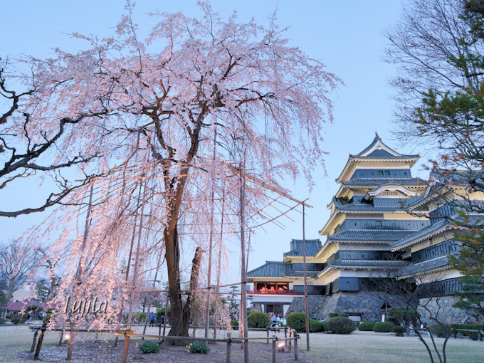松本城の桜はライトアップも必見！長野・国宝の花見名所は見所多数