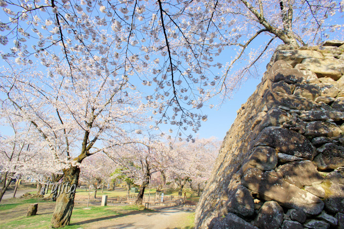 石垣と桜のコラボが独特な風情！