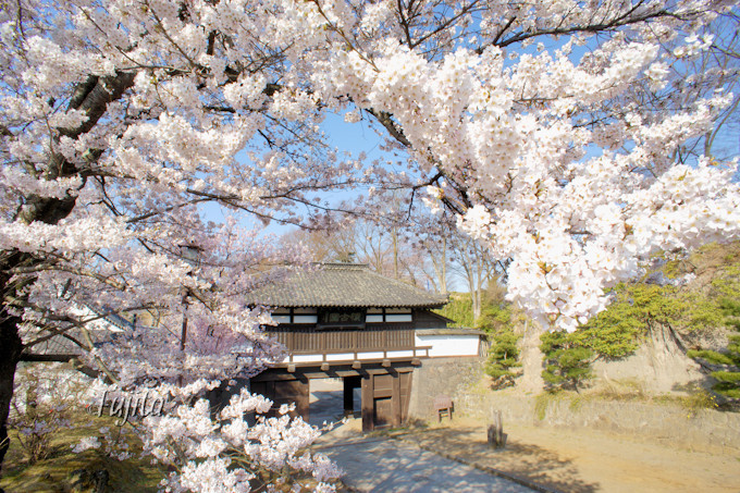 懐古園の桜は重要文化財とコラボ！