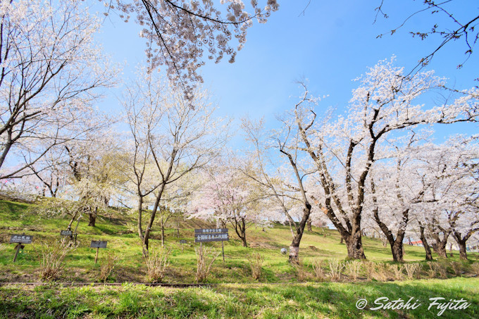 �R�`�V�����ƍ����R���{�I