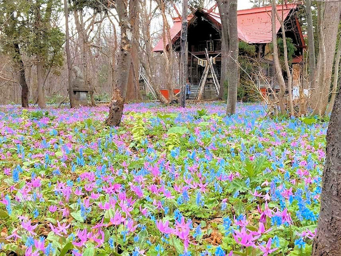 エゾリスと花畑がコラボ 北海道 浦臼神社の春はメルヘンチック 北海道 トラベルjp 旅行ガイド