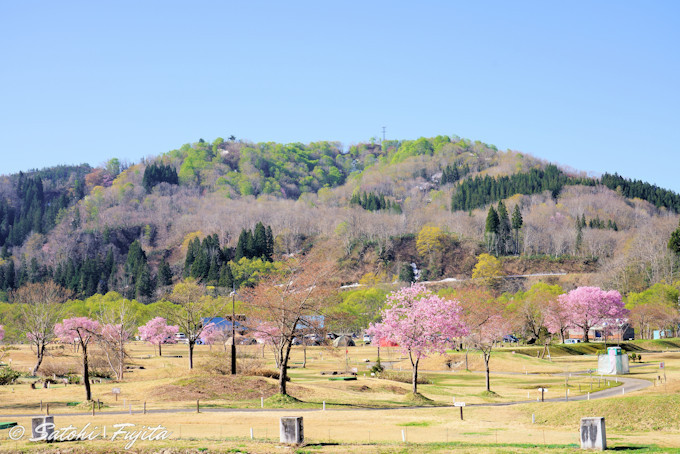 白川ダム湖岸公園の桜並木も必見！