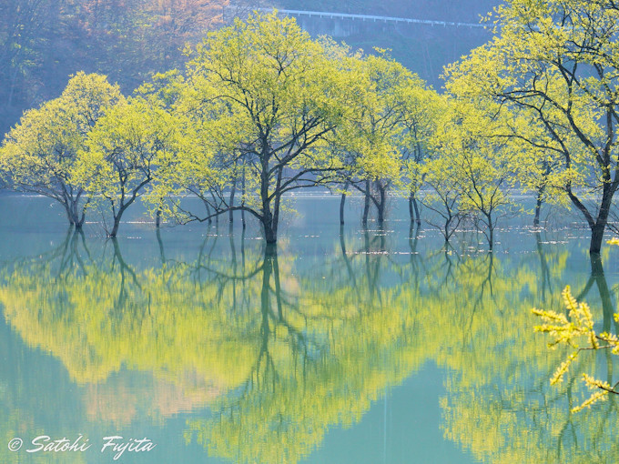 白川湖の水没林は春限定！