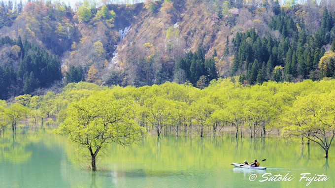 水没林が幻想的！山形・白川ダム湖岸公園で白川湖の春を満喫