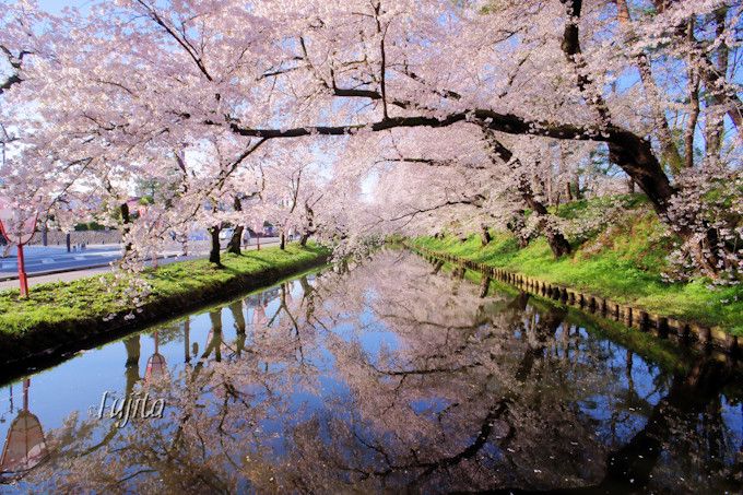 弘前城 桜の絶景ベスト５ 弘前公園のおすすめ花見スポット 青森県 Lineトラベルjp 旅行ガイド