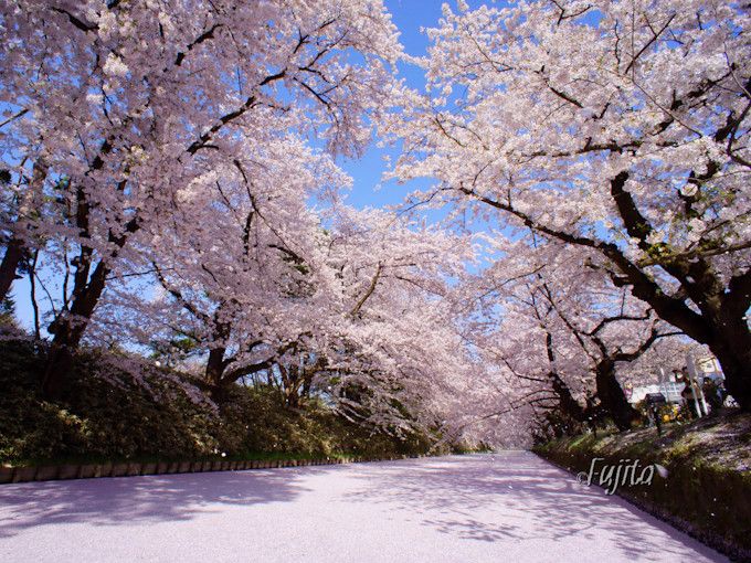 東北でおすすめの桜スポット10選 絶景の名所に壮麗な一本桜も！【2022】