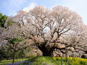 穴場の絶景！千葉県印西市「吉高の大桜」と「小林牧場の桜」