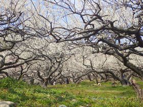 山全体に咲き誇る２万本の梅の花！兵庫「綾部山梅林」を訪ねる