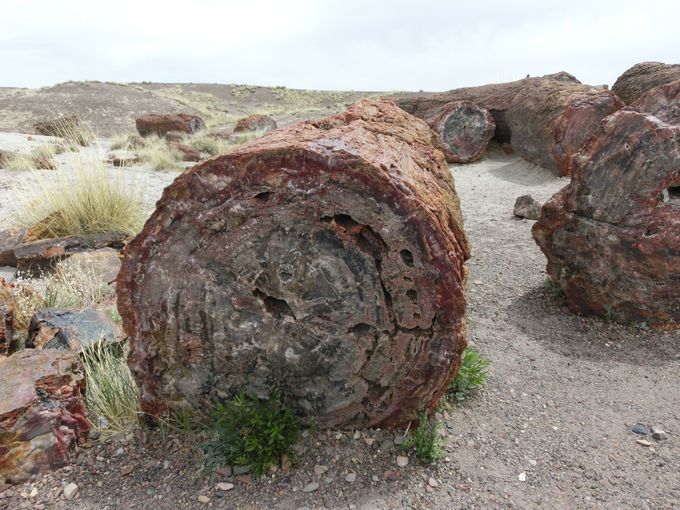 米 アリゾナ州 化石の森国立公園 で時の流れを感じよう アメリカ Lineトラベルjp 旅行ガイド