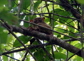 �t�B���s���E�{�z�[�����Ő��E�ŏ��̃��K�l�U���u�^�[�V���v�ɏo����I�f��w�O���������x�ɂ��o��I�̋L���T���l�C��