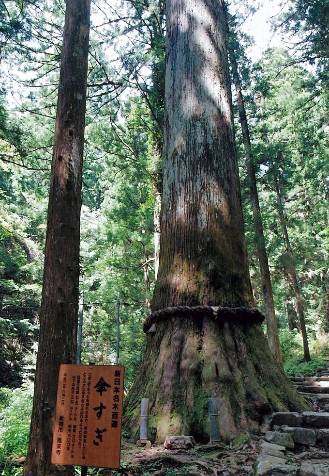 樹高日本一を誇る「傘杉」