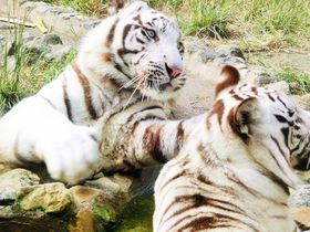 希少種ホワイトタイガーも人気上昇中！鹿児島「平川動物公園」