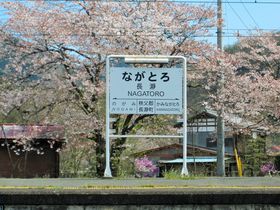町中桜が咲き誇る！SLが走る埼玉県長瀞町で桜の名所を巡る！