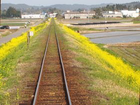 スイーツ列車が菜の花畑を走り抜ける！千葉「いすみ鉄道」ムーミン列車に乗ってみよう