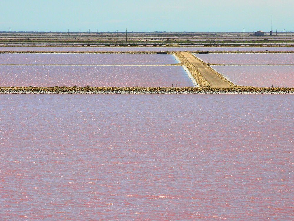 自然の神秘！ピンクに輝くフランス「カマルグ塩田」