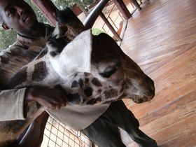 キリンとキスできる?!ケニア・ナイロビでキリンと戯れる！