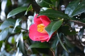 �ւ̃V�[�Y���őN�₩�Ȉɓ��哇�I�g�̂̒����珁�����̃X�X���̋L���T���l�C��