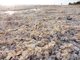 �t�����_�B�T�j�x�����u�T���Z�b�g�r�[�`�C���v�͔���������V�F���r�[�`���ڑO�I�̋L���T���l�C��