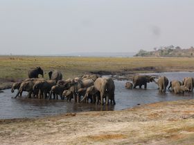 野生動物をこんな近くで！サファリの本場ボツワナ チョベ国立公園ガイド