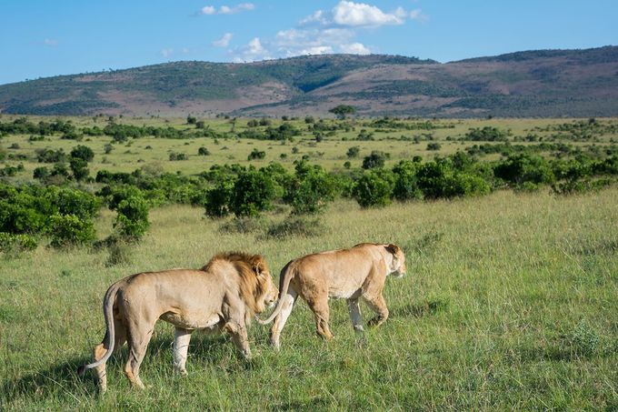 東アフリカが誇る野生動物の楽園 マサイマラ国立保護区へ ケニア トラベルjp 旅行ガイド