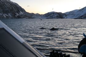 ͖_ImEF[Eg\ɖ̃zG[EHb`ŐLTlC