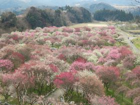 ピンクと白の梅じゅうたん！三重県・いなべ市農業公園の梅苑がすごい