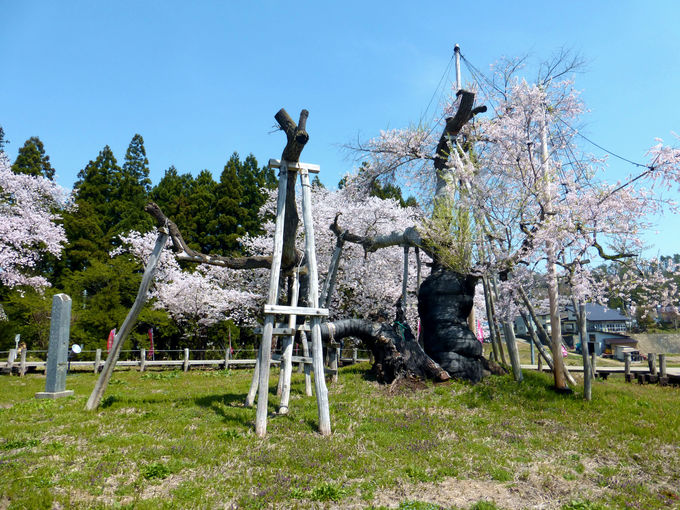 ���ꂪ�u�ɍ���̋v�ۍ��v���I����1,200�N�𐔂��鋐���