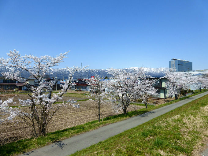 山形 置賜さくら回廊 の春 樹齢10年 伊佐沢の久保桜 は必見 山形県 トラベルjp 旅行ガイド