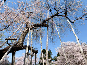 山形「置賜さくら回廊」の春！樹齢1200年“伊佐沢の久保桜”は必見