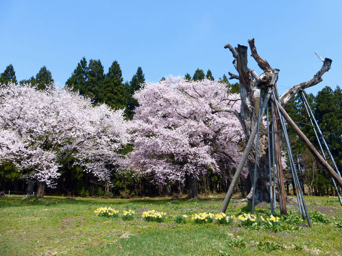 白鷹町おすすめ桜スポット３選 山形の春は 置賜さくら回廊 で 山形県 Lineトラベルjp 旅行ガイド