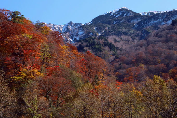 これが“本気”の白山の紅葉だ！別当出合登山口付近の紅葉