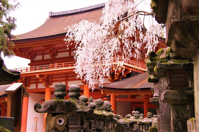 奈良公園に浮かぶ朱色の社殿！世界遺産「春日大社」