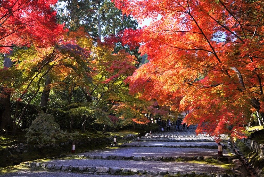 嵯峨野「竹林の道」はおすすめの散策コース！「野宮神社」「常寂光寺」は紅葉の絶景スポット