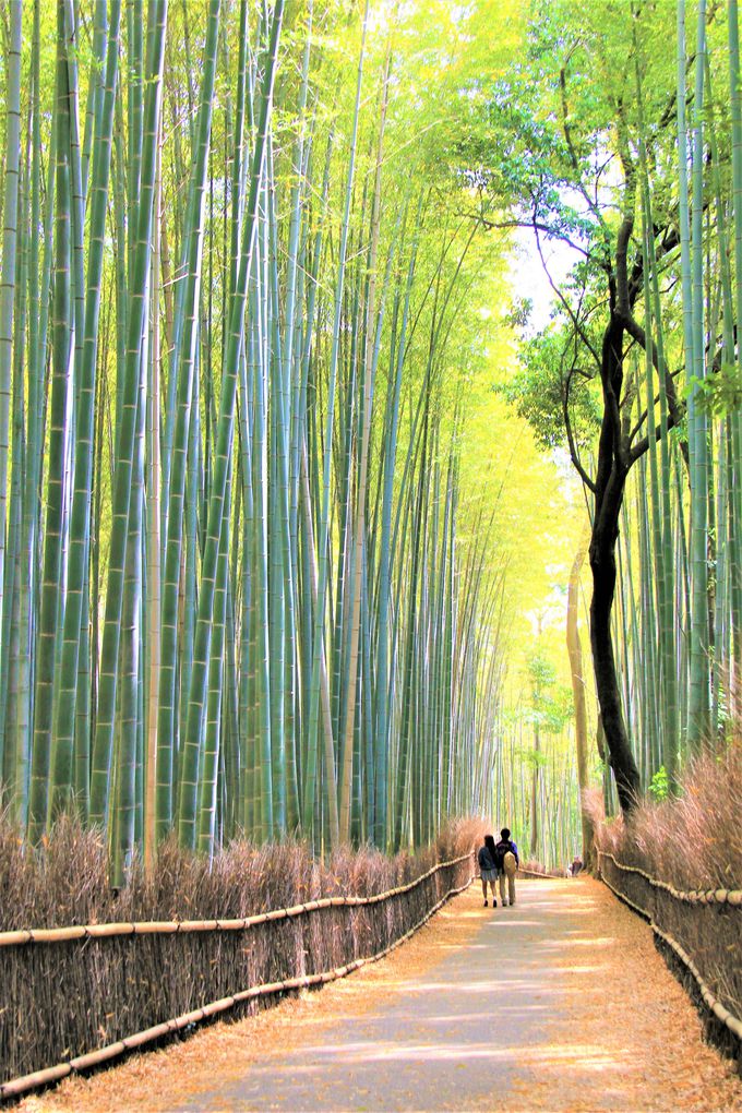 嵯峨野「竹林の道」はおすすめの散策コース！「野宮神社」「常寂光寺」は紅葉の絶景スポット