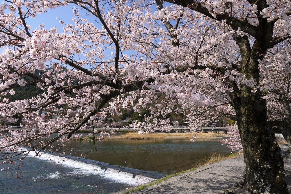 桜も紅葉も新緑も美しい！京都の人気観光スポット「嵐山」