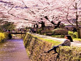 外国人観光客にも人気！「京都」の名桜５選〜定番から意外な穴場まで