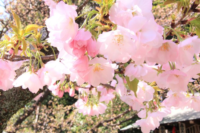 平野神社の名桜！「平野寝覚」「胡蝶」は４月上旬に開花