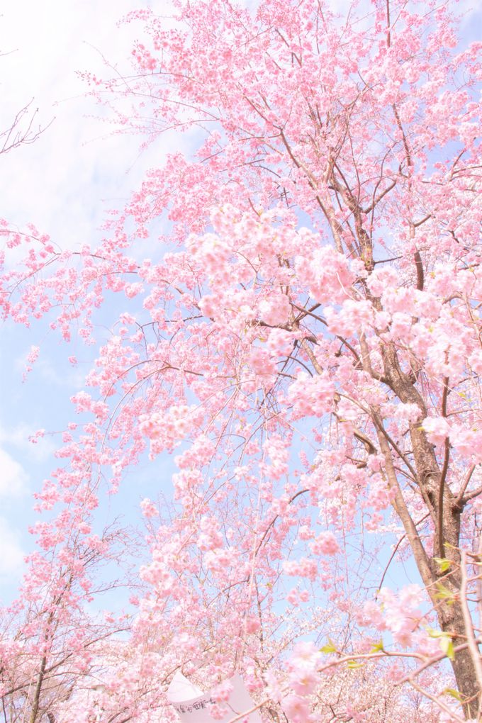 「桜苑」は平野神社の見どころ！３月下旬からソメイヨシノが開花、４月上旬に満開へ