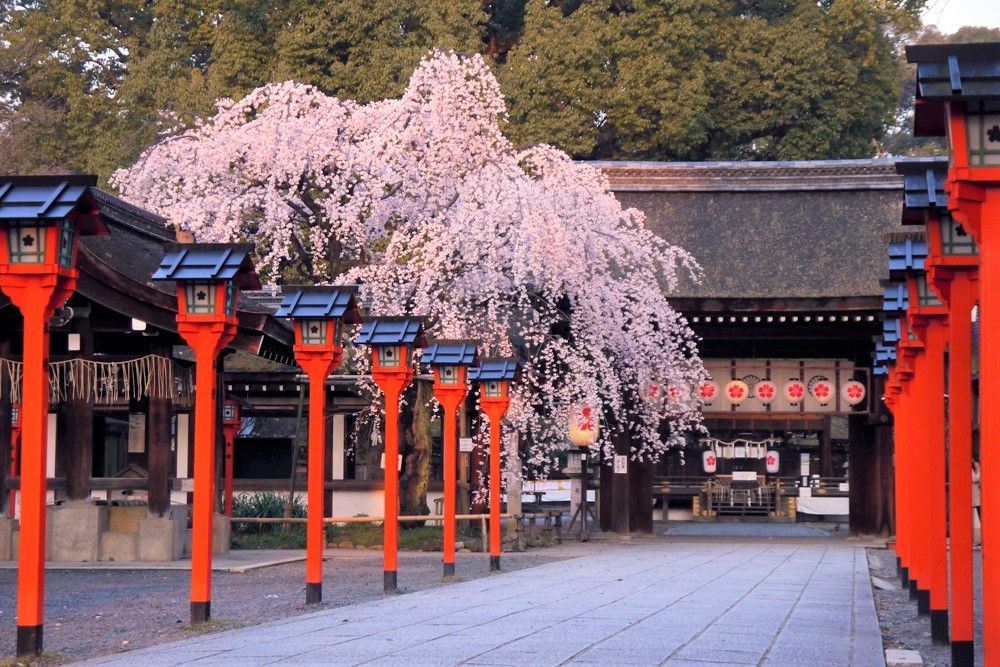 桜のライトアップも！京都の桜名所「平野神社」の桜の見頃は？