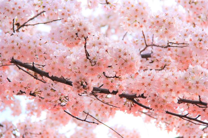 「桜苑」は平野神社の見どころ！３月下旬からソメイヨシノが開花、４月上旬に満開へ