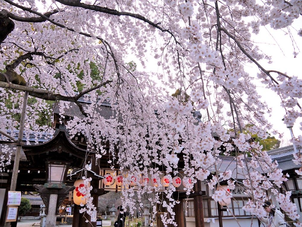 平野神社発祥の早咲きの桜！「魁桜」は３月中旬ごろにも開花