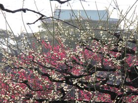 春到来！ 大阪城の梅林が一斉に開花