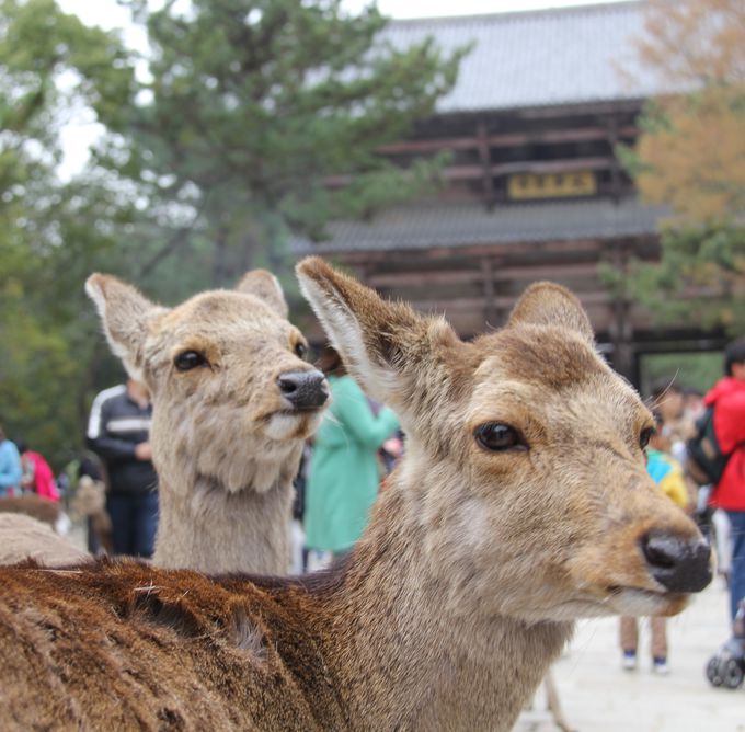 たくさんの鹿がいる東大寺の南大門