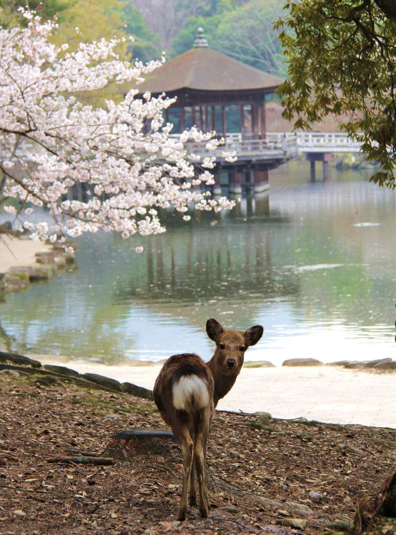奈良公園で可愛い鹿たちに癒されよう