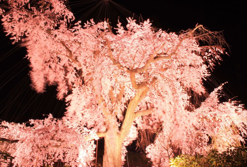 美しい品格を感じさせる“祇園の夜桜”