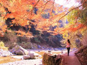 紅葉の穴場スポット！「清滝＆高尾」で京都観光＆ハイキング