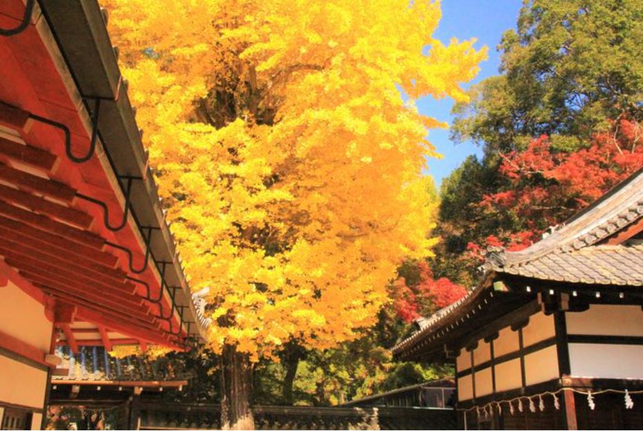 紅葉の見ごろが長 い 奈良公園は 奈良屈指の紅葉スポット 奈良県 Lineトラベルjp 旅行ガイド