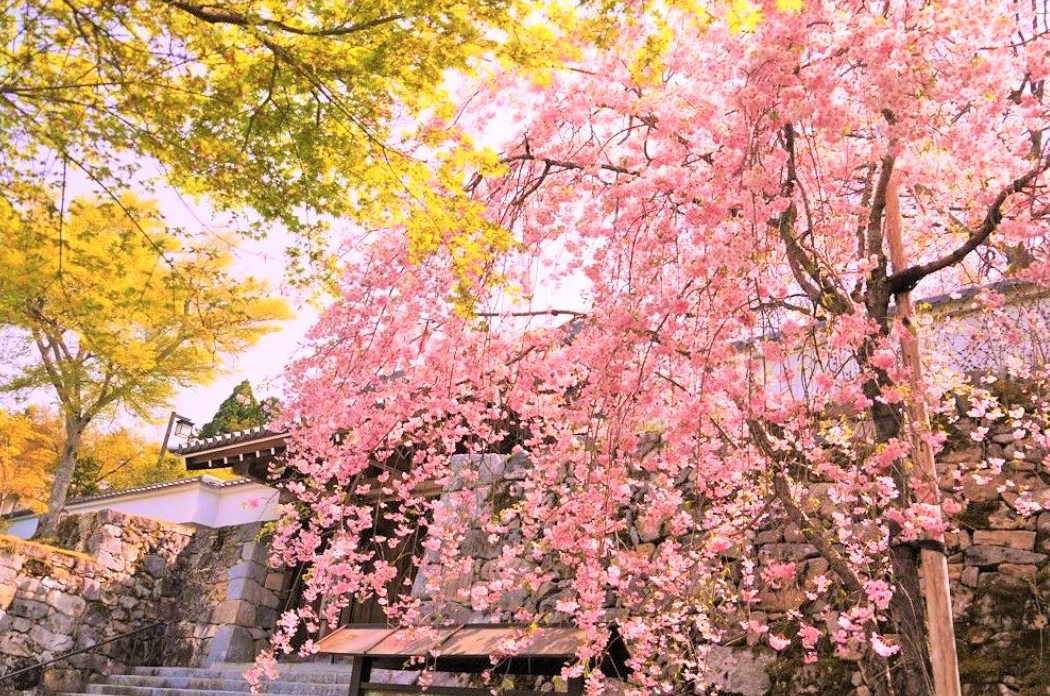 紅葉、桜の名所！京都・大原三千院